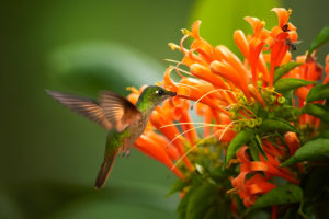 Hummingbirds eat from flowers with long trumpet openings.