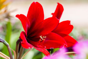Amaryllis are a great indoor blooming bulb.