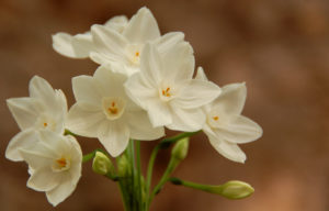 Paperwhite Narcissus are the perfect blooming bulbs to grow inside.