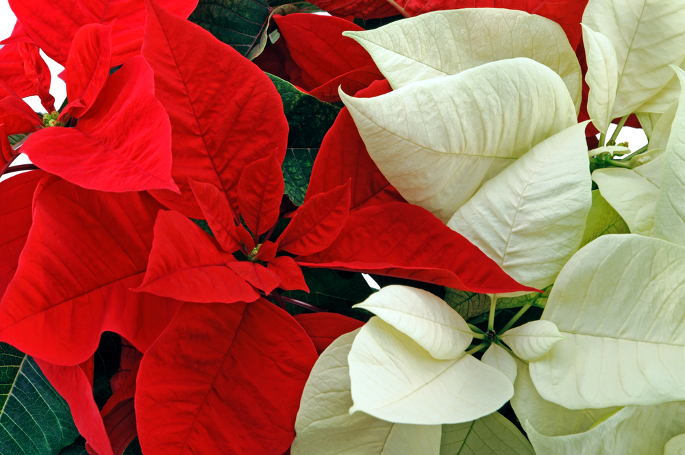 Tips to Keep Your Poinsettias Healthy | Wagners Greenhouse