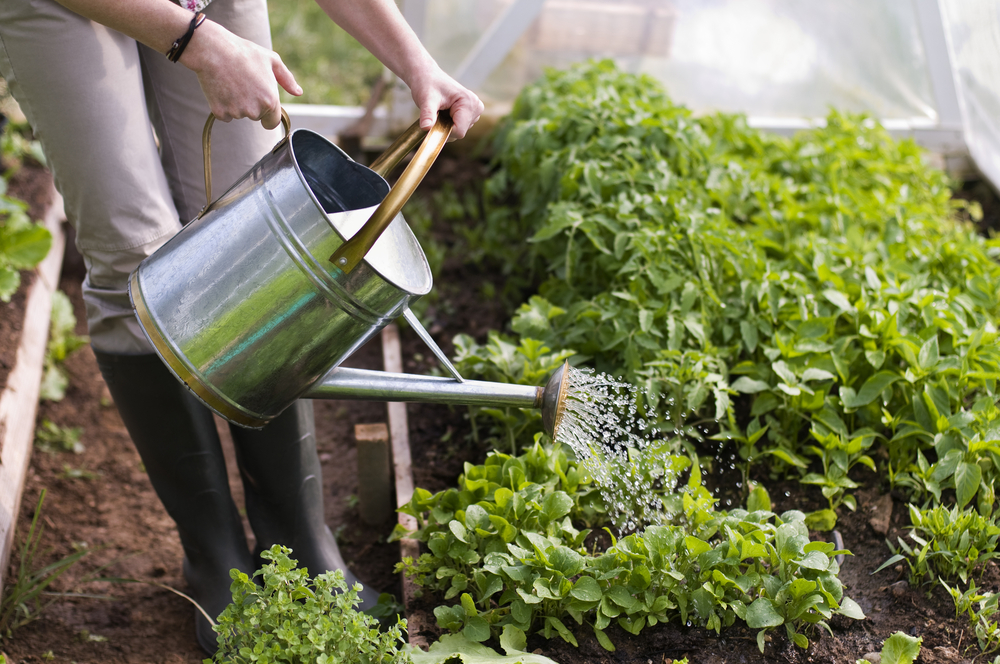 How To Water Plants In The Summer Wagners Greenhouses