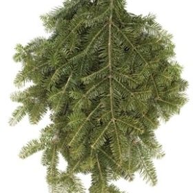 Evergreens & Spruce Tips for Sale MN | Wagners Greenhouses