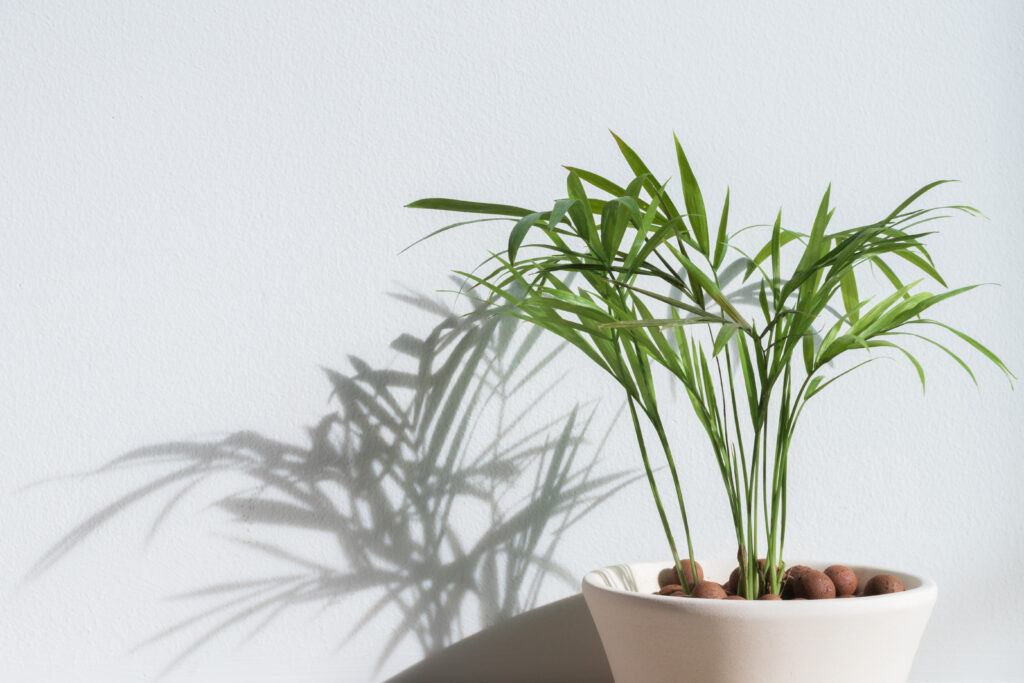 The 10 Best Houseplants For Cleaning Indoor Air | Wagners Greenhouse